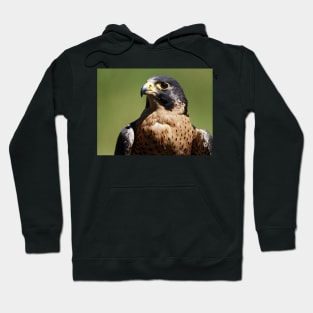 Peregrine Falcon Hoodie